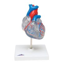 Серце Кровоносна система
