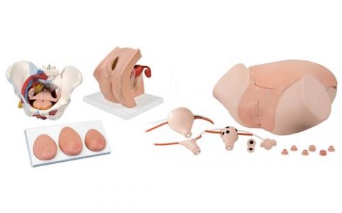 Intro-to-Gynecology-Lab-Set